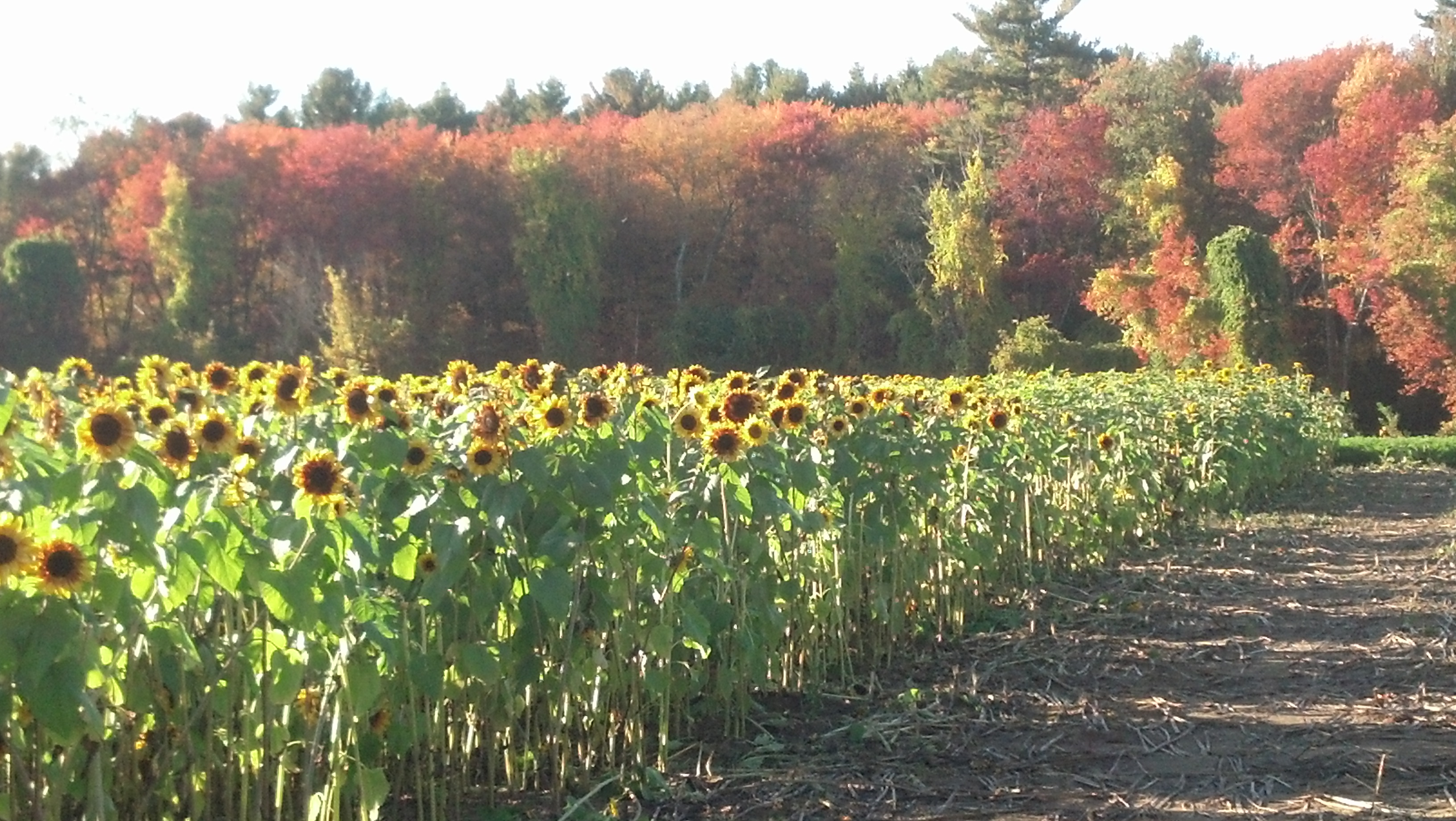 Sunflowers and Autumn Trees
