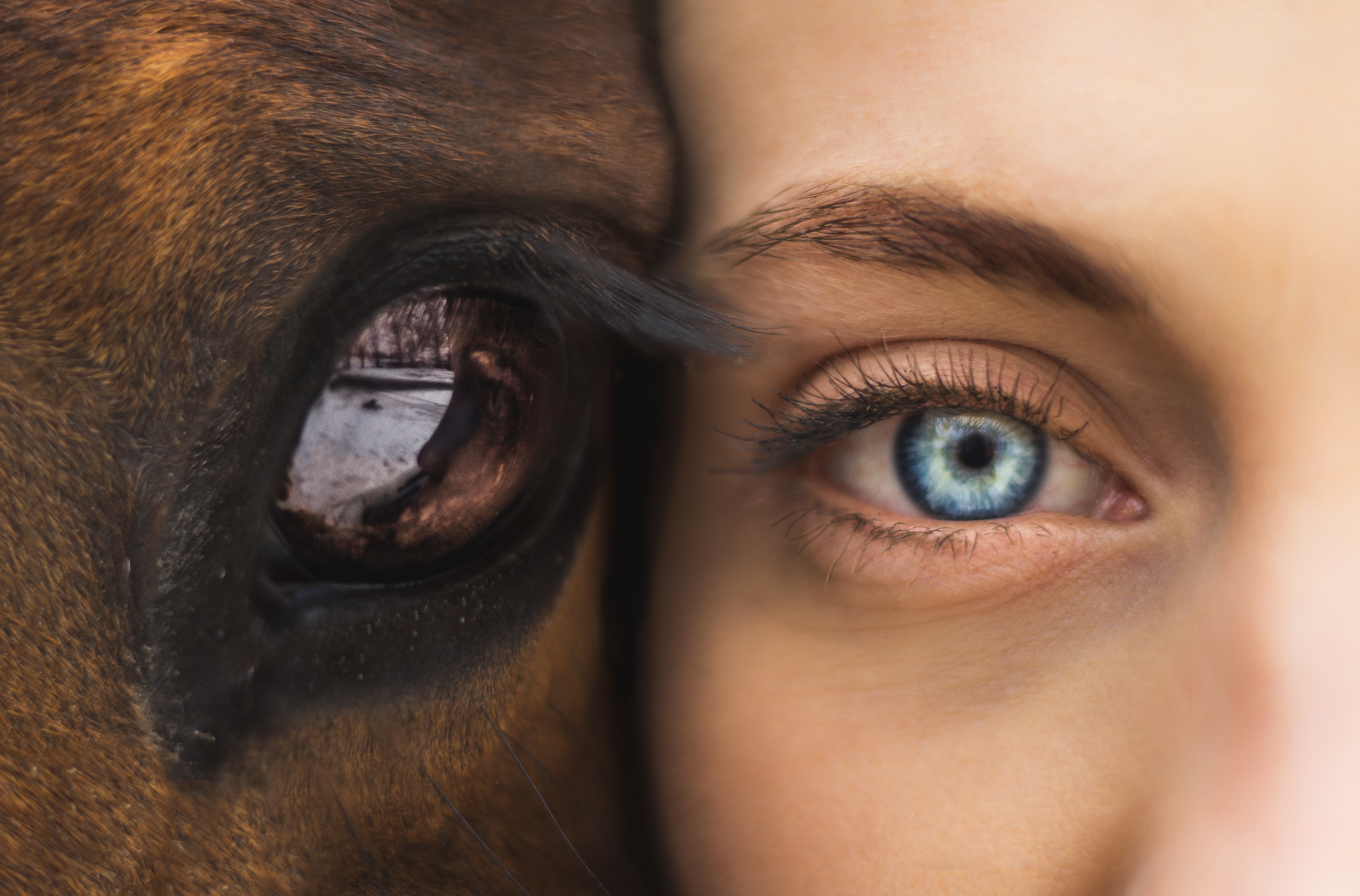 Говорят что добрые глаза. Глаза животных. Глаз лошади и человека. Лошадиный глаз. Глаза зверя.